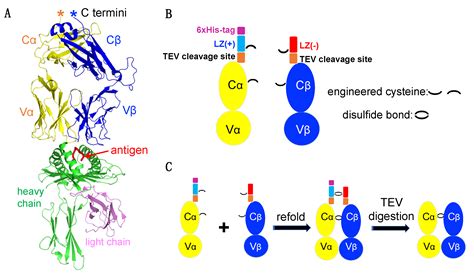 A Leucine Zipper Dimerization Strategy to Generate Soluble T Cell Receptors Using the ...