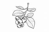 Blueberry Coloring Page Graphic By Forhadx5 · Creative Fabrica sketch template