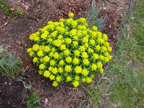 Cushion spurge 4- 12 in high.... photo by barnlpo01 on Garden Showcase