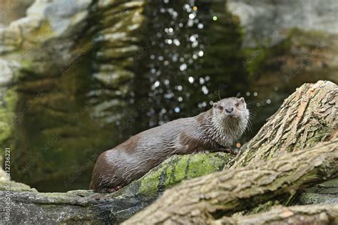 Very cute river otter in the nature habitat. Wild animals in captivity ...