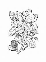 Magnolia Coloring Page Download And Print  sketch template