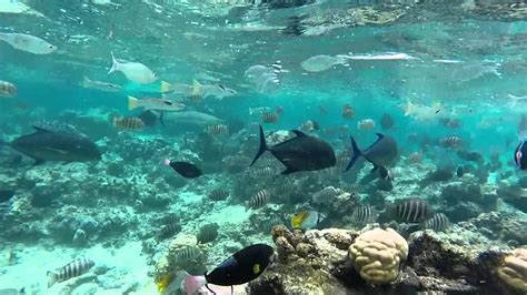 Snorkeling Moorea - YouTube