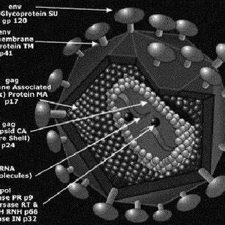 Retrovirus Structure [3] | Download Scientific Diagram