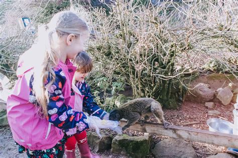 Safari Zoo at Christmas | Days Out in Cumbria | Me Becoming Mum