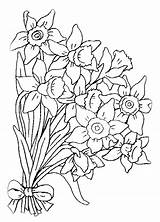 Narcissus coloring Pages To Download And Print For Free sketch template