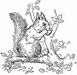 Coloring Pages Squirrel Nutkin sketch template