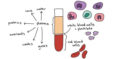 Blood Components | Definition | Functions