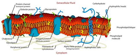 Membrane Proteins - Advanced ( Read ) | Biology | CK-12 Foundation