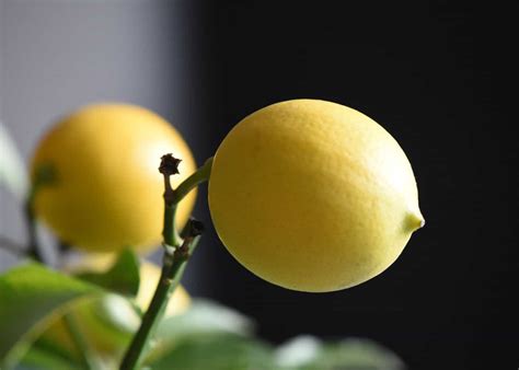 How to prune a Meyer lemon tree 🍋 ️ A step-by-step guide