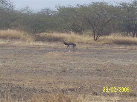 India Travel | Pictures: Blackbuck national park gujarat 7