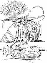 Hermit Crab Coloring Sheet  Free Printable Pages sketch template