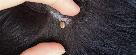 Do Ticks Leave Scabs On Dogs