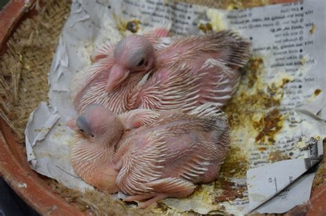 🐦Baby Pigeon Food Recipe - Complete Care Hatching Out From Egg 🥚 To ...