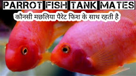 parrot fish tank mates||best tank mates of parrot fish - YouTube