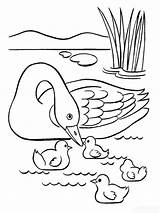 Swan coloring pages sketch template