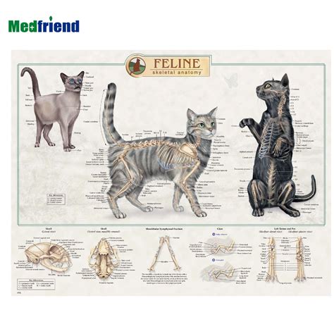 Cat Anatomy Poster – NTVet Veterinary Est. | مؤسسة التقنية الجديدة البيطرية