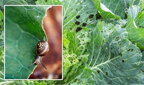 Garden pests: ‘Fantastic’ ways to keep vegetable gardens ‘pest-free ...