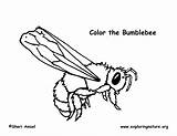 Free Bumble Coloring Pages sketch template
