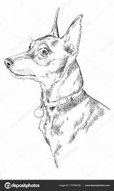 Pinscher Pinczer Miniaturowy Kleurplaat Kolorowanka Zwergpinscher  sketch template