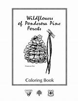 Wildflowers Of Ponderosa Pine Forests Coloring Book sketch template