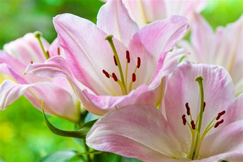 Pink Lilies Free Stock Photo - Public Domain Pictures