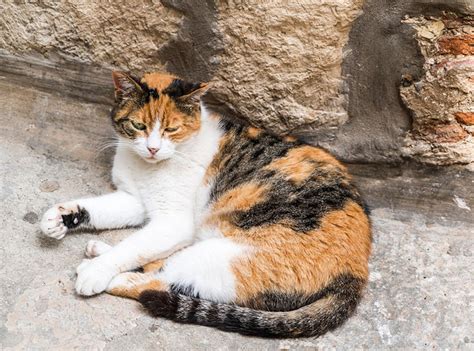 These Are 9 Awesome Things About Calico Cats | Catastic