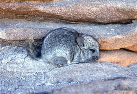 Short-tailed Chinchilla – Small Mammals SG