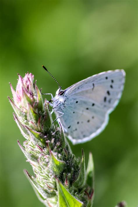 Adonis Blue Butterfly - Free photo on Pixabay - Pixabay