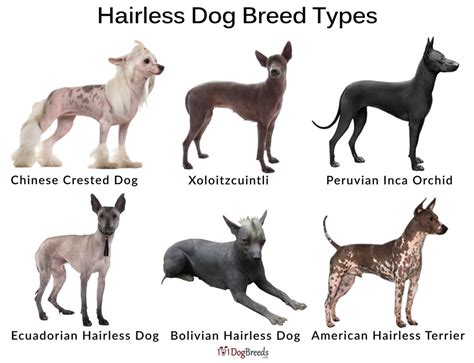 List of Small and Big Hairless Dogs With Pictures | 101DogBreeds.com