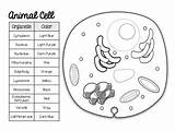 Cell Plant Animal Coloring Cells Worksheet Parts Structure Science  sketch template