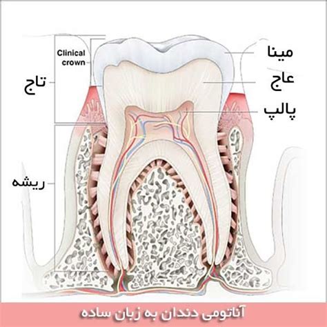 آناتومی دندان به صورت خلاصه و زبان ساده | مدآوا