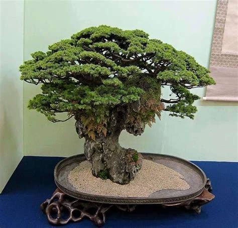 a bonsai tree sitting on top of a tray