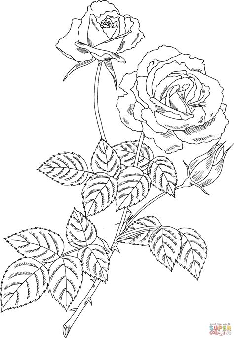 Rose Bush Coloring Page Coloring Pages