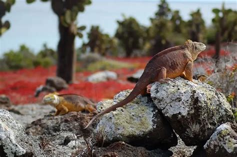 Galápagos Land Iguana - Facts, Diet, Habitat & Pictures on Animalia.bio