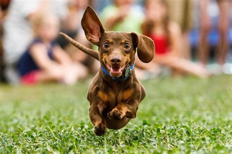 Wiener dog races at Boerne Berges Fest, Father's Day weekend! | Dog days are over, Dachshund ...