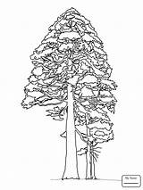 Pine Cone Coloring Page At GetColoringscom  Free Printable Colorings sketch template