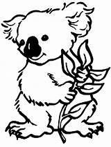 Koala coloring pages To Download And Print For Free sketch template