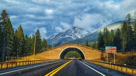 Wildlife Animal Bridge Highway 93 Montana Jen Cisney photo | Scenic ...