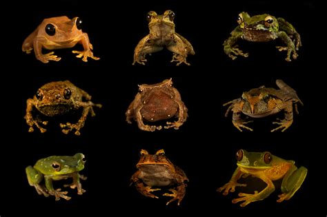 Nine frog species spread