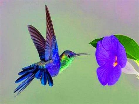 Hummingbirds Wallpaper | Hummingbird wallpaper, Hummingbird pictures ...