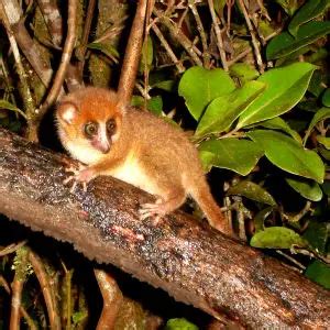 Brown Mouse Lemur - Facts, Diet, Habitat & Pictures on Animalia.bio