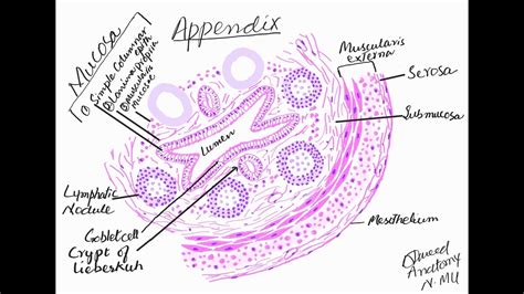 Appendix Histology