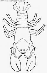 Printable Crawfish Coloring Page Coloring Pages sketch template