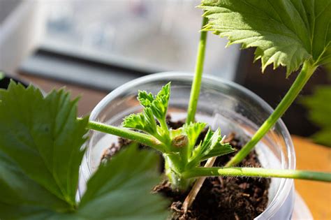 How to Propagate Geraniums from Stem Cuttings | Gardener’s Path