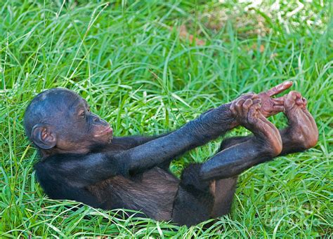 Bonobo Baby Photograph by Millard H. Sharp