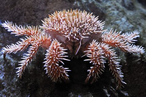 Seriously Spiked Crab | Deep sea creatures, Weird sea creatures, Ocean creatures