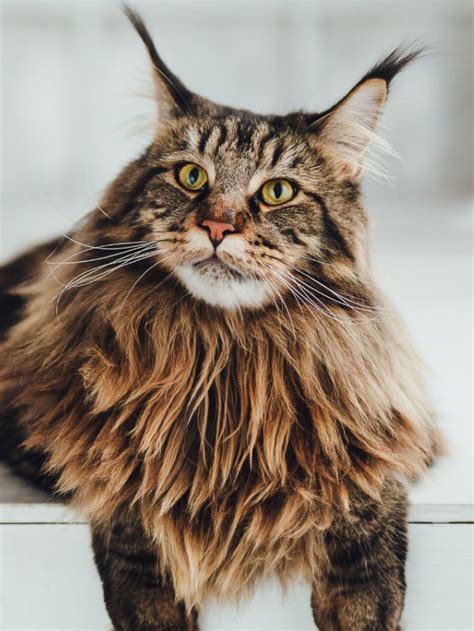 European Maine Coon vs American Maine Coon Story - The Discerning Cat