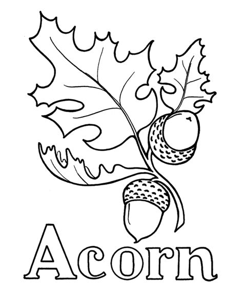 Acorn Drawing | Ideas and Tips for Drawing Acorns