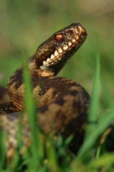 7 Best Adder snake ideas | snake, adder snake, reptile snakes