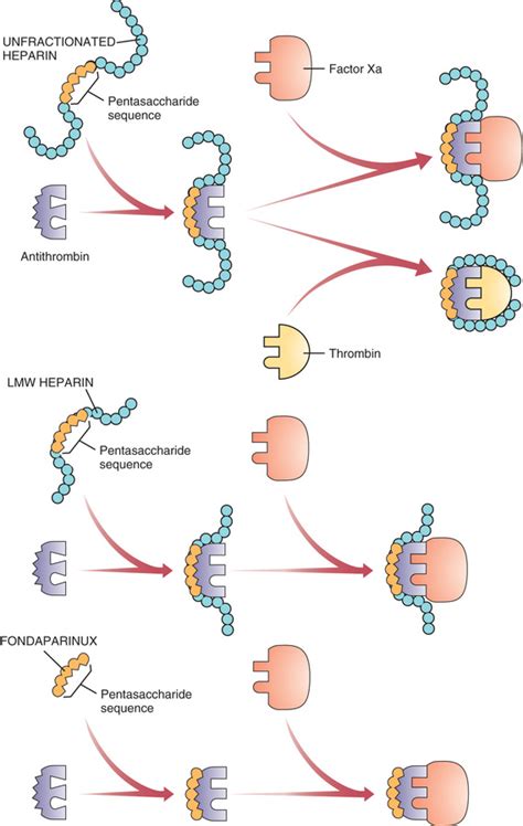 Pharmacology Of Unfractionated Heparin Deranged Physiology